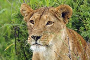 Safarireiser