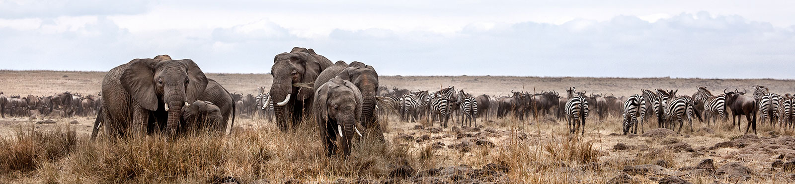 Botswana_Tema_Banner_Elephants_shutterstock_153376946