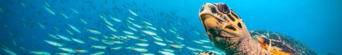 kryssning-i-seychellerna-banner-shutterstock_488387332