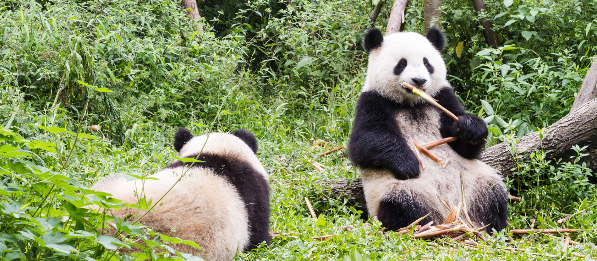 kina_chengdu_pandor_banner_1900x831_shutterstock_380474350