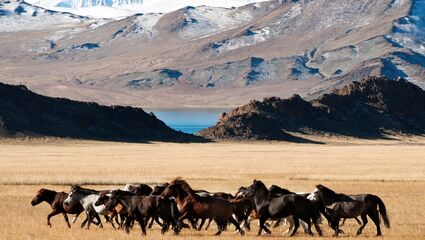 Rundreise i Mongolia